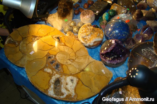 аммониты, Гемма, Ammonites