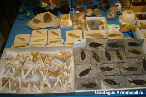 трилобиты, рыбы, зубы, Гемма, fish, teeth