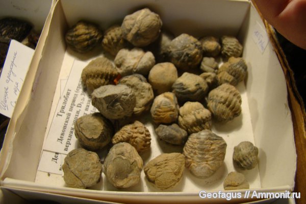 трилобиты, Гемма