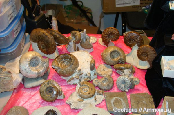аммониты, трилобиты, Гемма, Schloenbachia, Ammonites