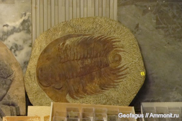 трилобиты, Гемма