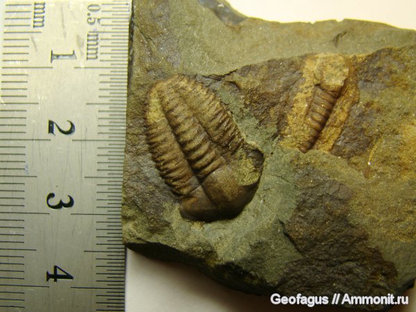 трилобиты, Ellipsocephalus, Ellipsocephalus hoffi