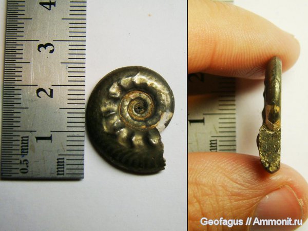 аммониты, Brightia, Ammonites