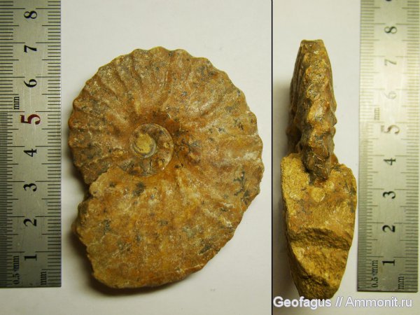 аммониты, Dimorphoplites, Ammonites