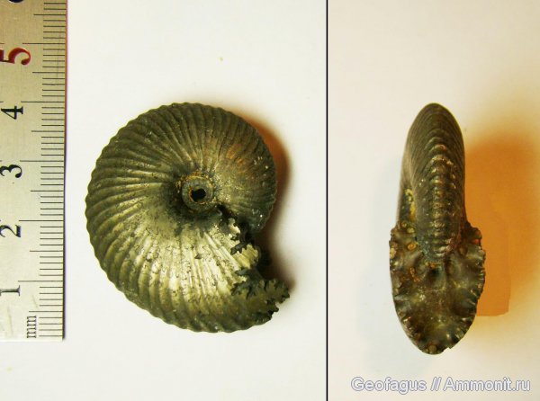 аммониты, Funiferites, Funiferites patruus, Ammonites