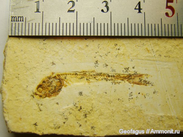 рыбы, Бразилия, dastilbe, Dastilbe elongatus, Кеара, fish