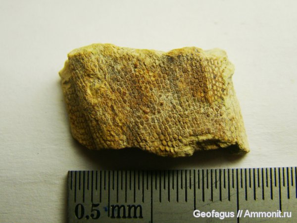 мшанки, Fenestella, Домодедовский карьер