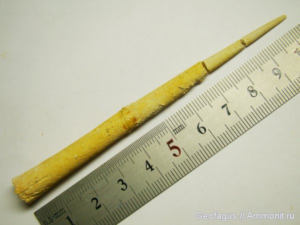 моллюски, скафоподы, лопатоногие моллюски, Scaphopoda