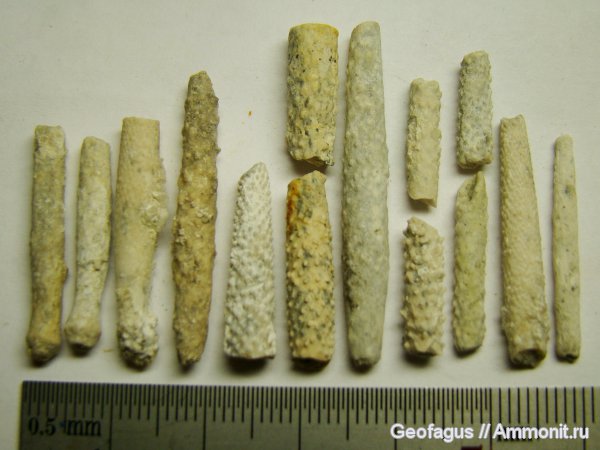 морские ежи, иглокожие, Домодедово, Archaeocidaris, Домодедовский карьер, иглы