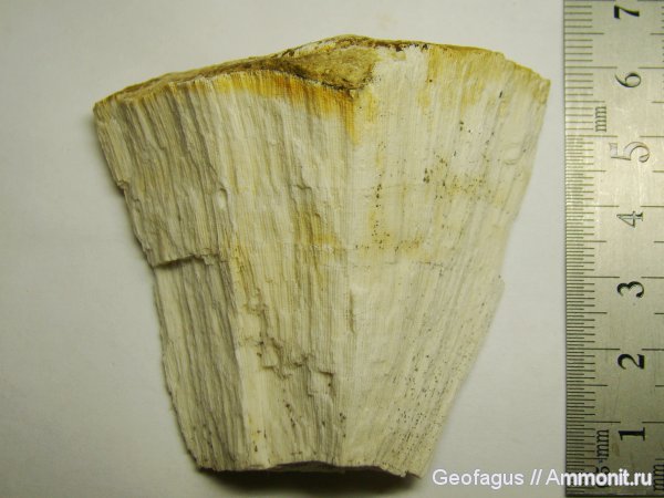 губки, Домодедово, Chaetetes, Домодедовский карьер