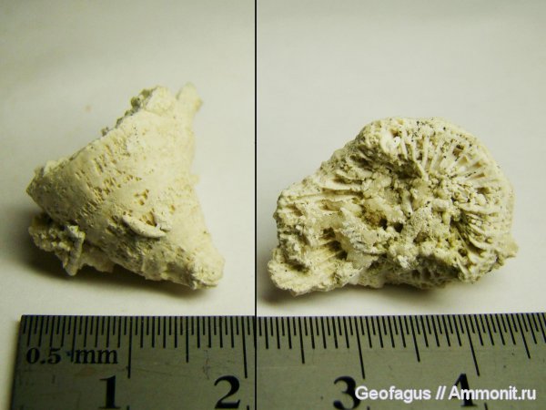 кораллы, Домодедово, Bothrophyllum, Домодедовский карьер, Rugosa, amplexus