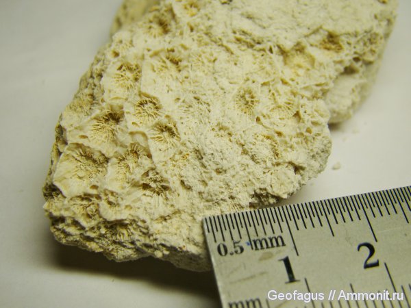 кораллы, Домодедово, Домодедовский карьер, Petalaxis