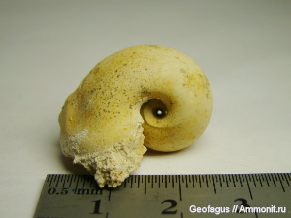 гастроподы, Домодедово, Bellerophon, Домодедовский карьер