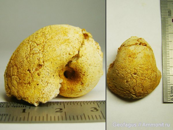 гастроподы, Домодедово, Bellerophon, Домодедовский карьер