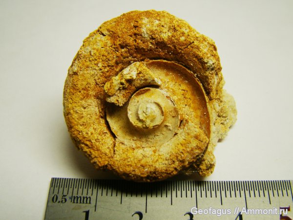 гастроподы, Домодедово, Euomphalus, Домодедовский карьер