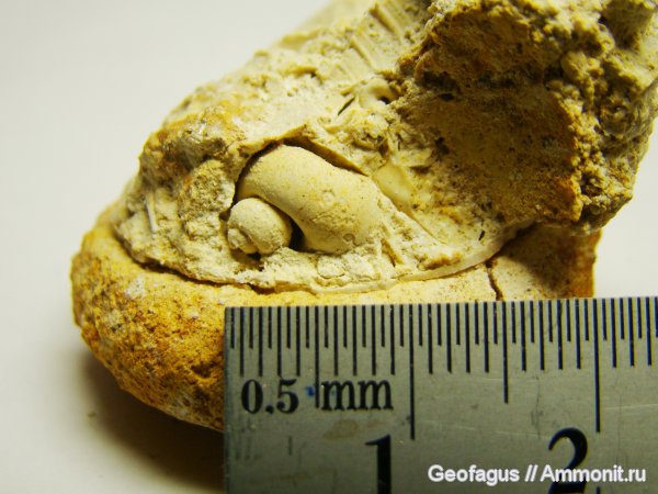 гастроподы, Домодедово, Домодедовский карьер