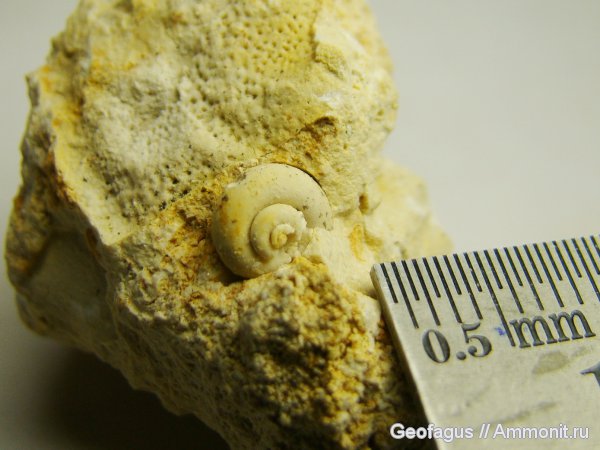 гастроподы, Домодедово, Домодедовский карьер