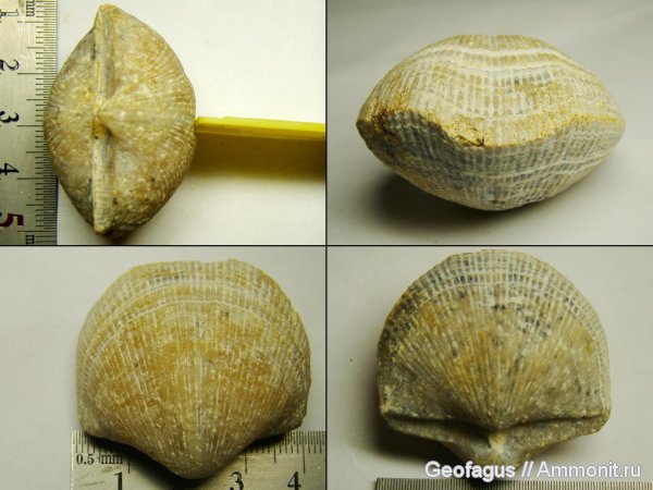 брахиоподы, Домодедово, Choristites, Домодедовский карьер, Spiriferida