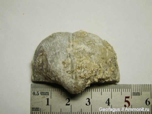 брахиоподы, Домодедово, Choristites, Домодедовский карьер, Spiriferida