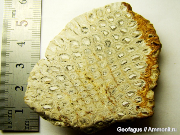 растения, Аргентина, Патагония, шишки, Araucaria, Araucaria mirabilis