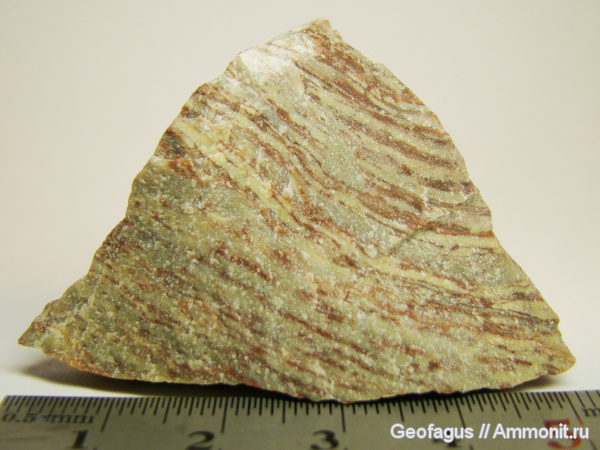 строматолиты, водоросли