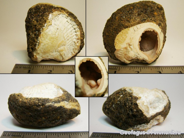 Украина, Крым, ?, Cardium, Керчь