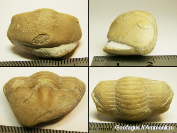 трилобиты, р. Волхов, Illaenus, ?