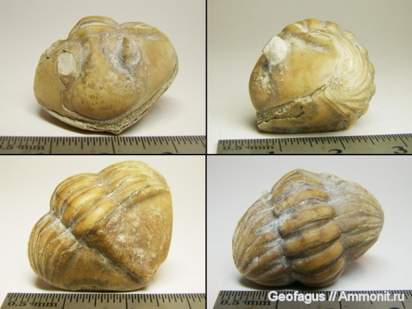 трилобиты, р. Волхов, Asaphus