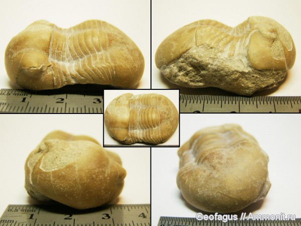 трилобиты, р. Волхов, Illaenus, ?