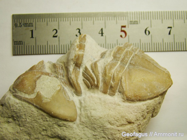 трилобиты, р. Волхов, Asaphus, Ленинградская область, линька