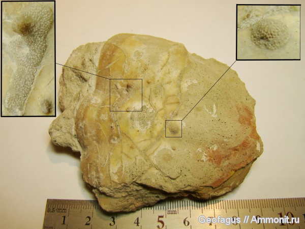 трилобиты, мшанки, р. Волхов, пигидий