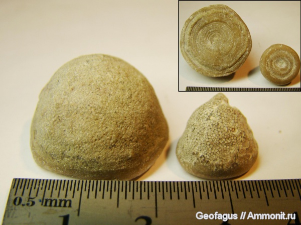 мшанки, р. Волхов, Diplotrypa