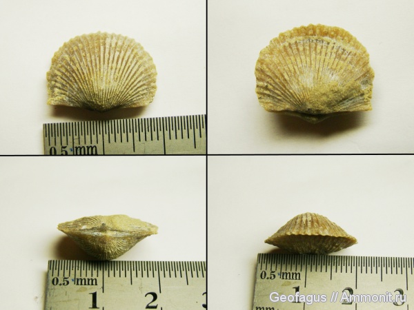 брахиоподы, р. Волхов, Orthambonites, Orthis, Orthis callactis, Orthambonites calligramma