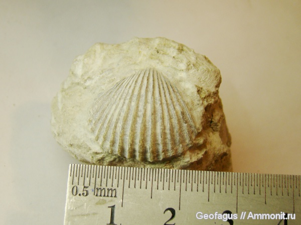 брахиоподы, р. Волхов, Orthis