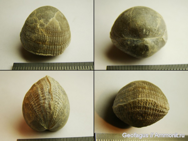 брахиоподы, р. Волхов, Lycophoria, lycophoria nucella