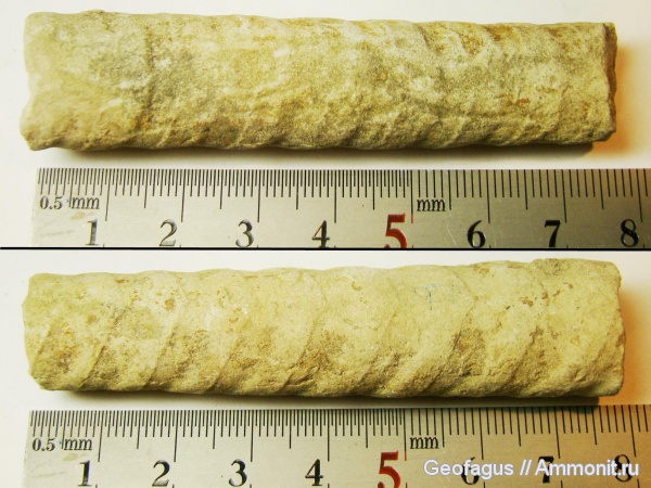 р. Волхов, эндоцерасы, Endoceras, Endocerida, Ordovician