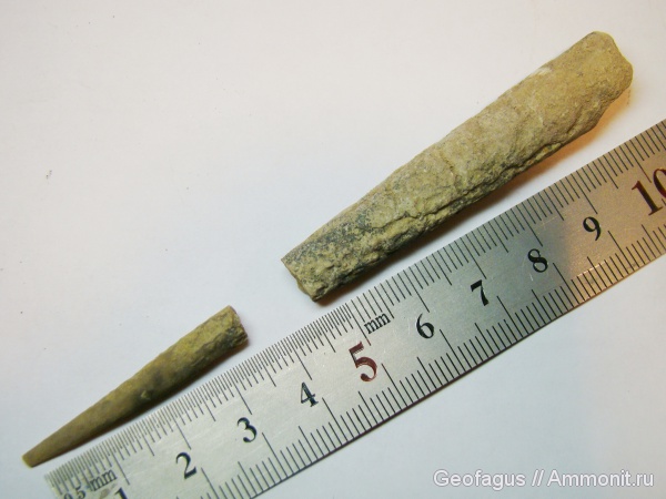 р. Волхов, эндоцерасы, Endoceras, Endocerida, Ordovician