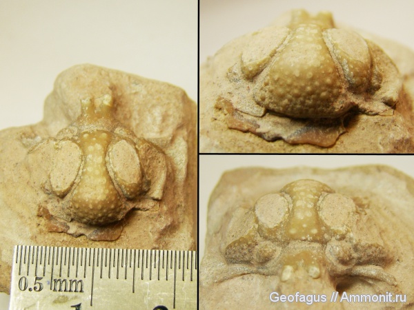 трилобиты, р. Волхов, Hoplolichoides, hoplolichoides conicotuberculatus, Lichidae