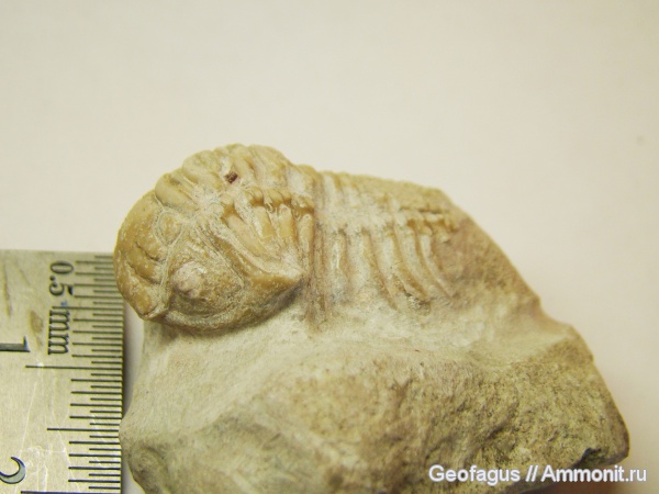 трилобиты, р. Волхов, Paraceraurus, Paraceraurus exsul, Cheiruridae