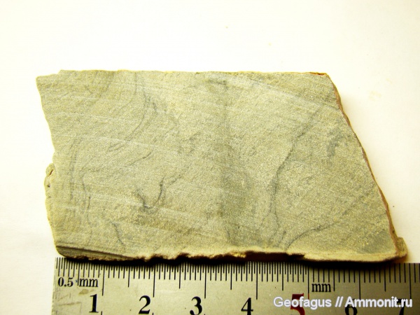 Строматолиты