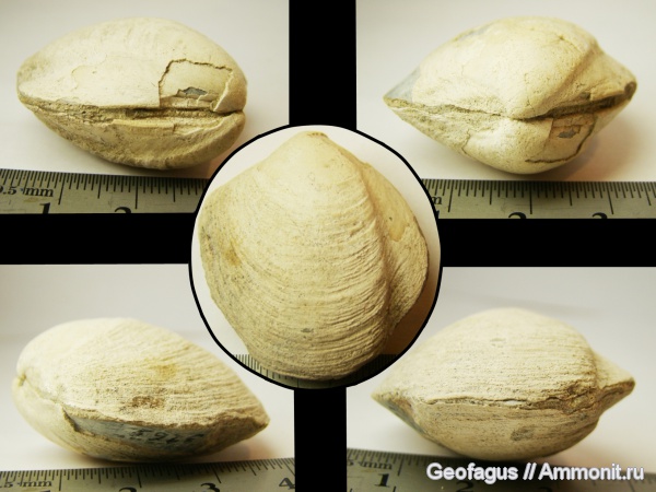 двустворки