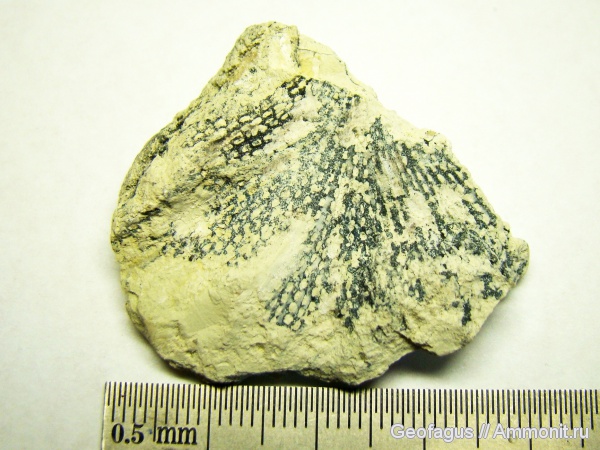 мшанки, Домодедовский карьер