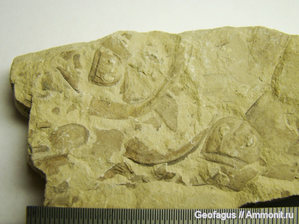 членистоногие, ракоскорпионы, эвриптериды, Eurypterus, Eurypterus tetragonophtalmus