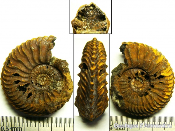 аммониты, Cardioceras, ?, Ammonites