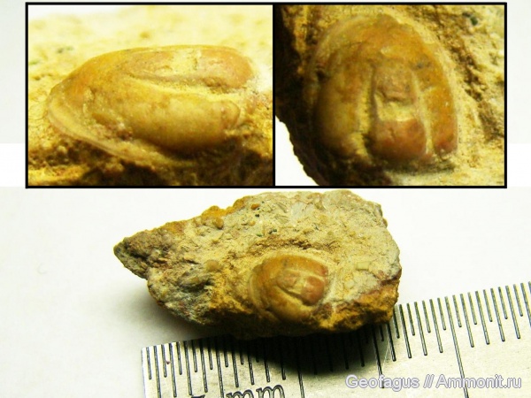 трилобиты, ?, Agnostida, Agnostoidea, Agnostina