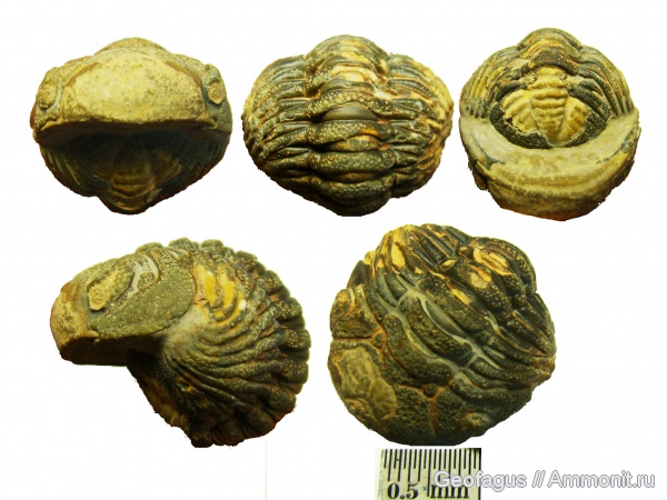 трилобиты, Марокко, ?, Barrandeops