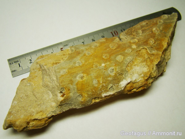 растения, Флора, stigmaria, стигмарии