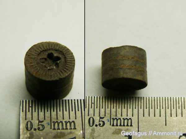 морские лилии, криноидеи