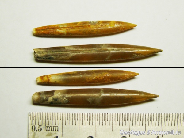 белемниты, Михайлов, Hibolites, belemnites