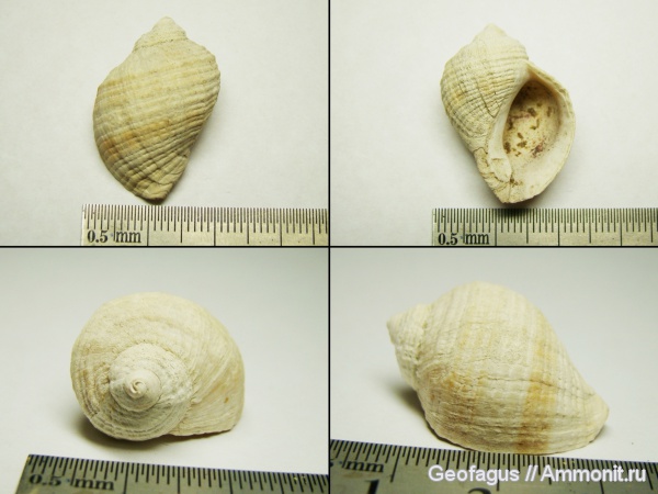 гастроподы